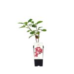 Perukowiec podolski Grace 35 cm C2