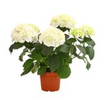 Hortensja ogrodowa 45 cm doniczka 23 cm