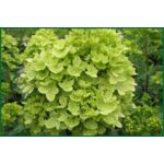 Hortensja bukietowa Limelight C3 wys. 30-40 cm