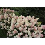 Hortensja bukietowa Sundae Fraise C3 30 - 40 cm