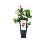Pieris japoński Mountain Fire wys. 35 cm C2
