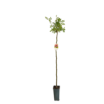 Róża na pniu wys. 80-100 cm don. 3 l mix mdon. 11 cm