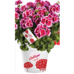 Pelargonia Calliope doniczka 25 cm 12 cm mix
