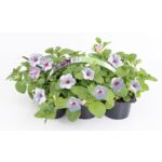 Petunia 6-pak 25 cm doniczka 9 cm mix