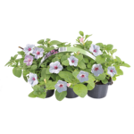 Petunia 6-pak 25 cm doniczka 9 cm mix