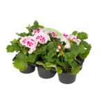 Pelargonia rabatowa 6-pak 25 cm doniczka 9 cm mix