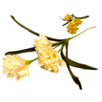Edgeworthia papierodajna 80 x 15 cm mix