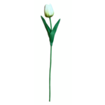 Tulipan 35 x 4 cm biały