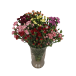 Goździk premium w bukiecie 10 sztuk dł.50 cm mix