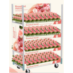 Pelargonia Rosebud Astrid PREMIUM 25 cm doniczka 12 cm