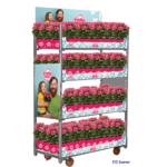 Pelargonia Pretty Little PREMIUM 25 cm doniczka 12 cm