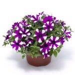 Petunia Shortcake Blueberry PREMIUM wys. 25 cm doniczka 12 cm