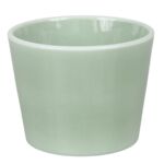 Osłonka Prymula 12 cm lazur szałwia zielony