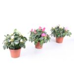 Azalia 25 cm doniczka 12 cm mix