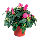 Azalia 25 cm doniczka 12 cm mix