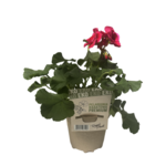Pelargonia premium w doniczce EKO don. 12 cm wys. 25 cm