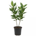 Laurowiśnia w odmianach, wys. 30-40cm, don. 3L