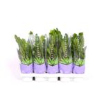 Zamioculcas wys. 40 cm don. 12 cm