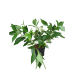 Hortensja piłkowana mix C5 40 - 60 cm