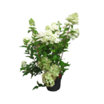 Hortensja wiechowata PREMIUM z serii LIVING 60 - 80 cm doniczka 36 cm mix