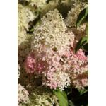 Hortensja wiechowata mix PREMIUM z serii LIVING doniczka 18 cm