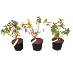 Hortensja wiechowata Framboisine doniczka 18 cm