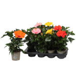 Hibiscus doniczka 13 cm mix