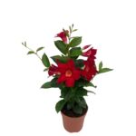 Dipladenia Piramid 50 cm doniczka 14 cm