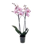 Storczyk 2 pędy 50 cm doniczka 12 cm