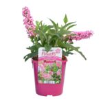 Budleja 40-60 cm doniczka 2 l mix