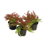 Berberys Coral wys. 20-30 cm don. 2 l