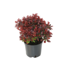 Berberys Admiration wys. 20-30 cm don. 17 cm