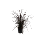 Turzyce i rozplenice wys. 30-40 cm don. 3 l mix