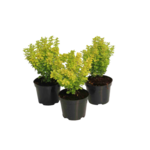 Berberys Maria wys. 30-40 cm don. 2 l