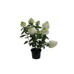 Hortensja bukietowa Pinkachu 40-60 cm doniczka 19 cm