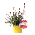 Rośliny miododajne P15 mix