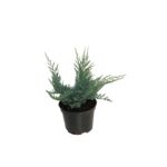 Juniperus Blue Chip don. 17 cm wys. 15-20 cm