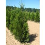 Żywotnik olbrzymi 'Atrovirens' ⌀ 23 cm 80 - 100 cm