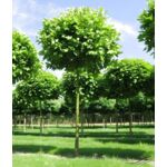 Platan kulisty 180 - 200 cm doniczka 23 cm