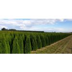 Żywotnik occidentalis Smaragd 100 - 120 cm doniczka 26 cm