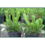 Kosodrzewina Mugo Pumilio 15 - 20 cm doniczka 17 cm