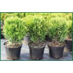 Thuja Danica 20 - 30 cm doniczka 5 l