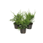 Jałowiec Mint Julep 15 - 20 cm doniczka 2 l