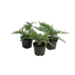 Jałowiec sab. Tamarisifolia 15 - 20 cm doniczka 2 l