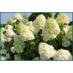 Hortensja bukietowa Grandiflora 30 - 40 cm doniczka 3 l