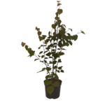 Kolekcja drzew mix A 150 - 200 cm doniczka 5 l