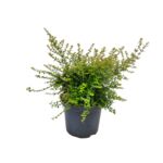 Suchodrzew Mix C2 20 - 30 cm