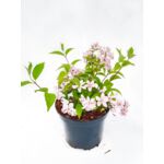 Deutzia mix 40 - 60 cm doniczka 2 l
