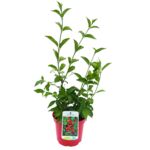 Trzmielina oskrzydlona C2 20 - 40 cm doniczka 17 cm