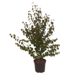 Kolekcja drzew mix B 150 - 200 cm doniczka 5 l